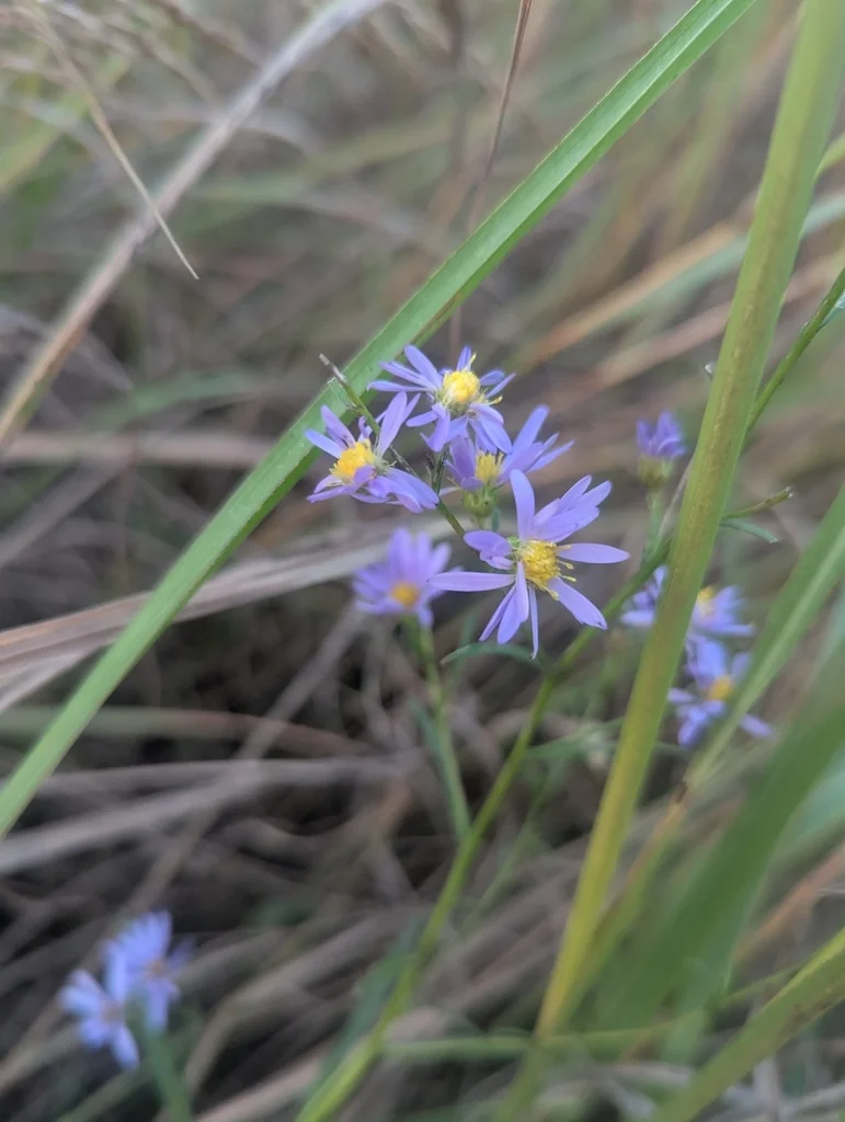 Symphyotrichum Oolentangiense
