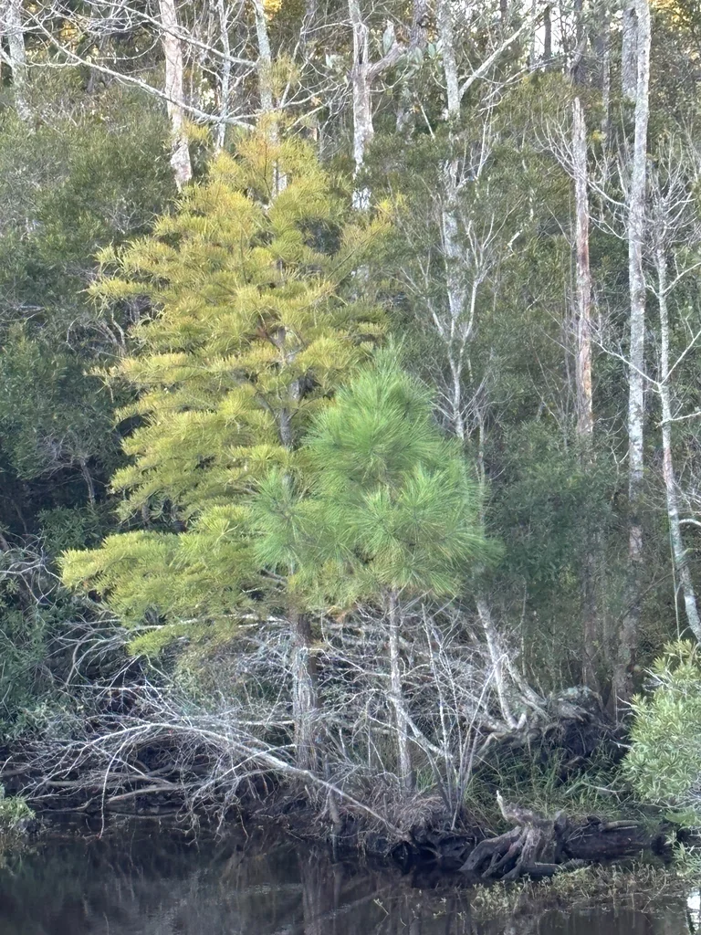 Taxodium Ascendens