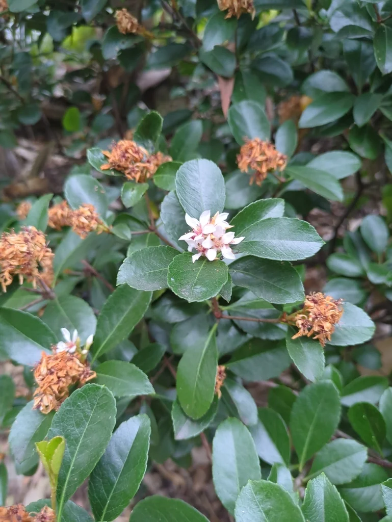 Rhaphiolepis Indica