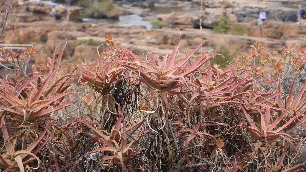 Aloe Arborescens