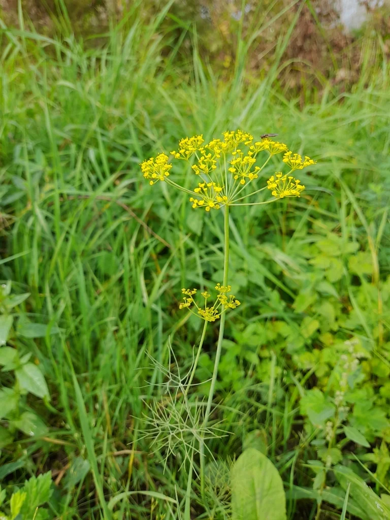 Anethum Graveolens