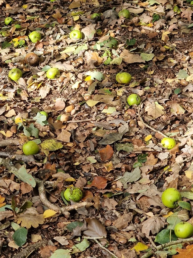 Malus Sylvestris