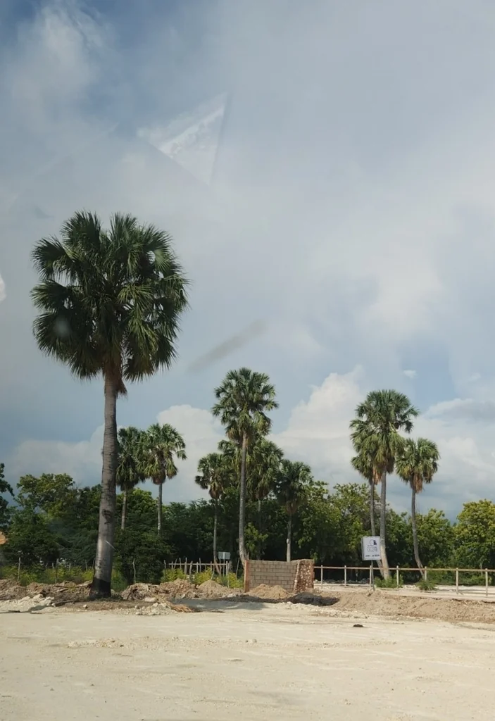 Sabal Causiarum