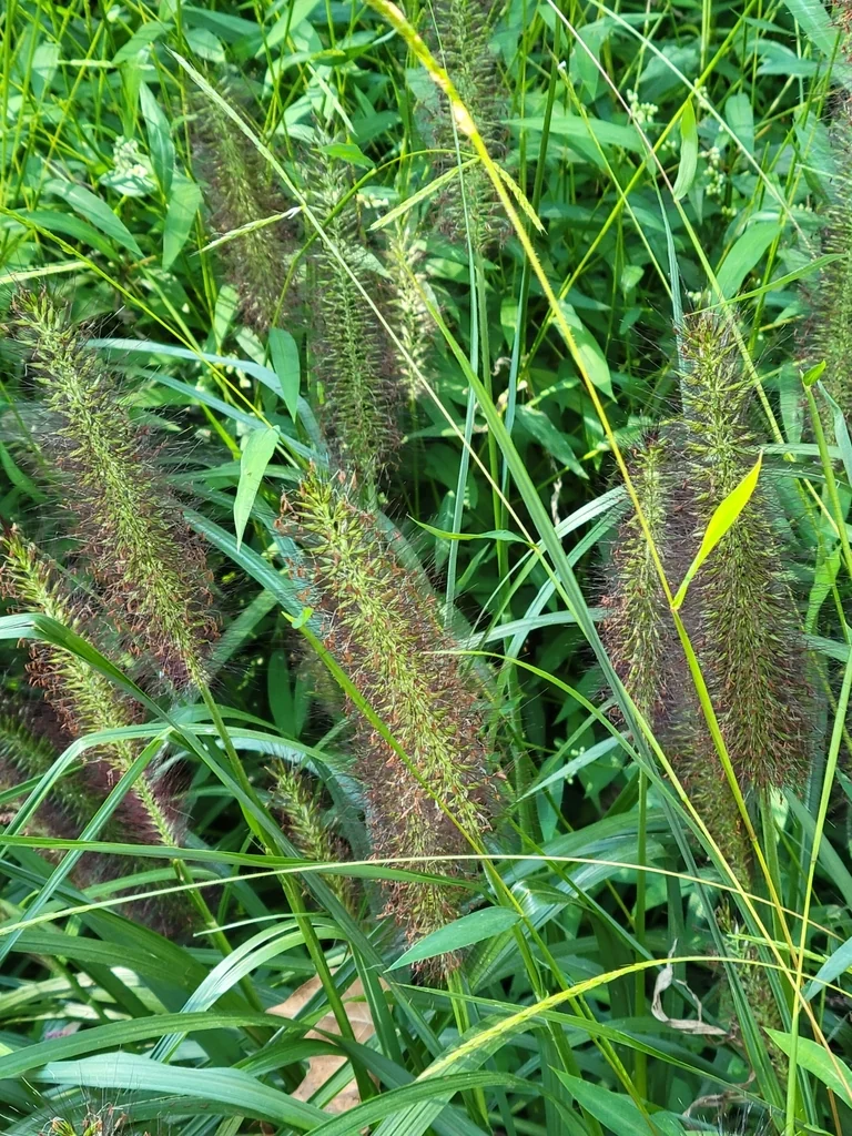 Pennisetum alopecuroides