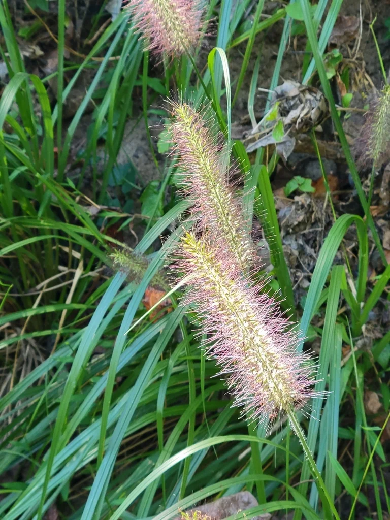 Pennisetum alopecuroides