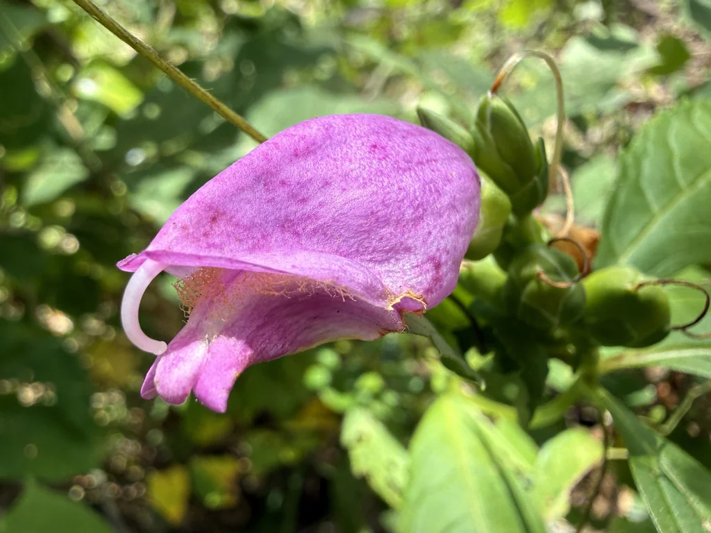 Chelone Obliqua