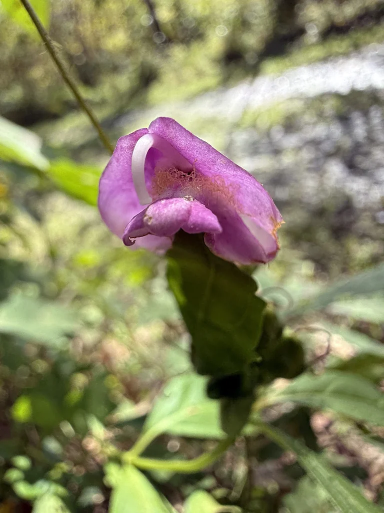 Chelone Obliqua