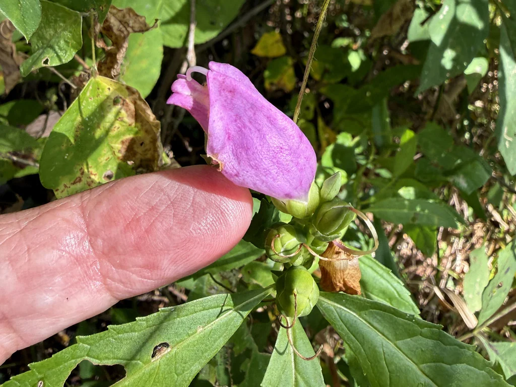 Chelone Obliqua