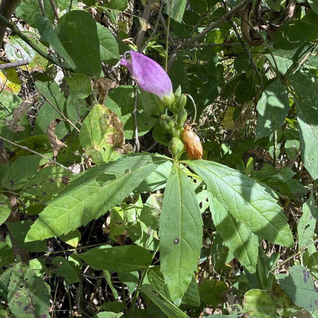 Chelone Obliqua