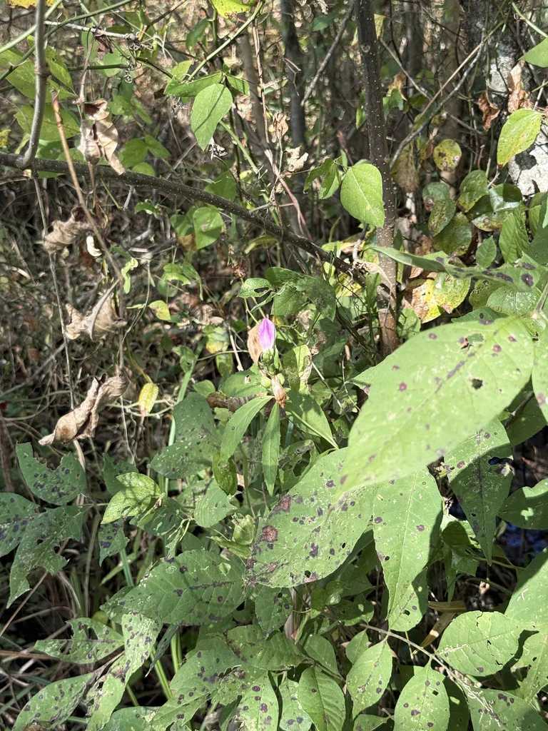 Chelone Obliqua