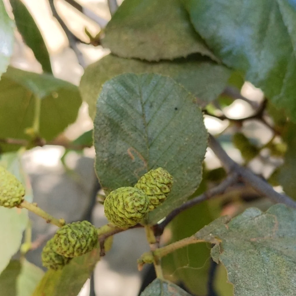 Alnus Rhombifolia