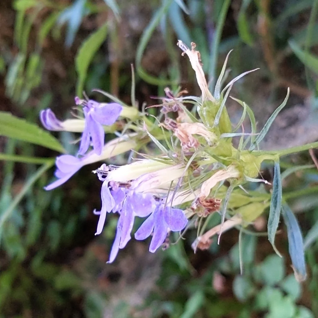 Lobelia Dunnii