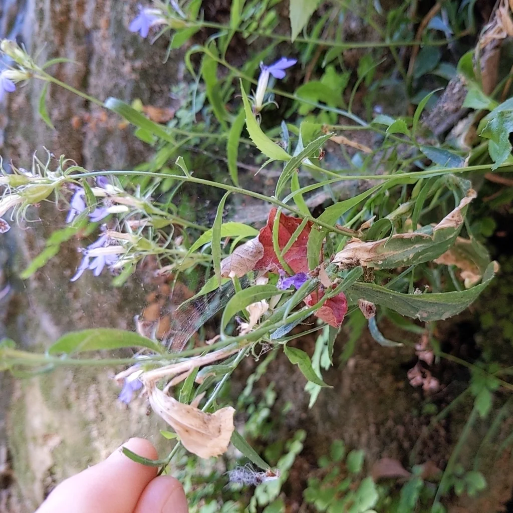 Lobelia Dunnii