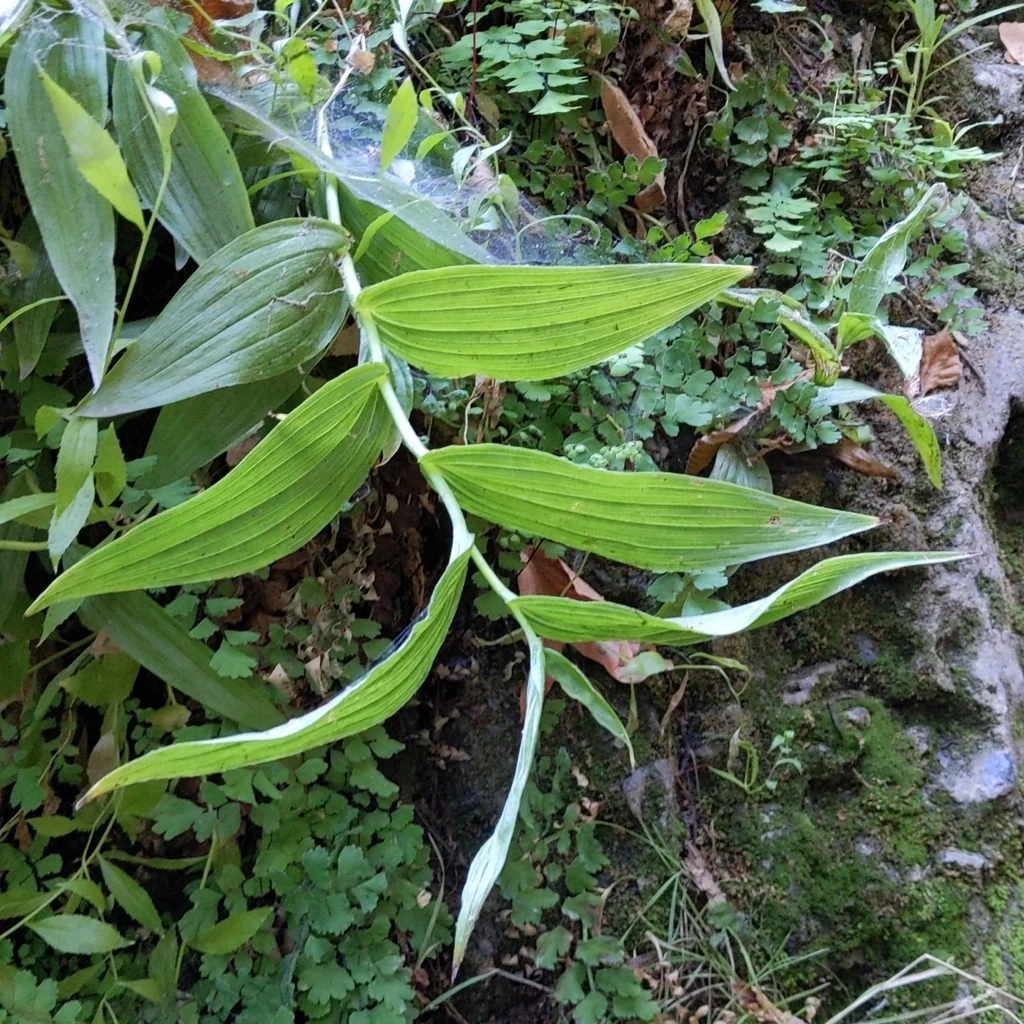 Epipactis Gigantea