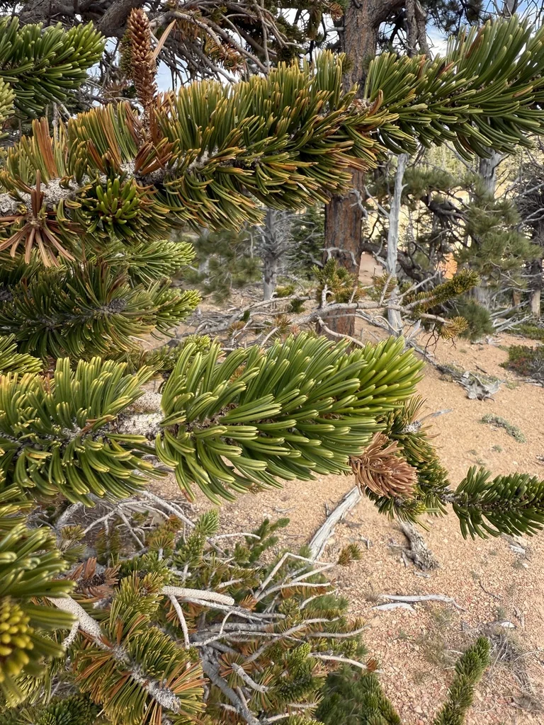 Pinus Longaeva