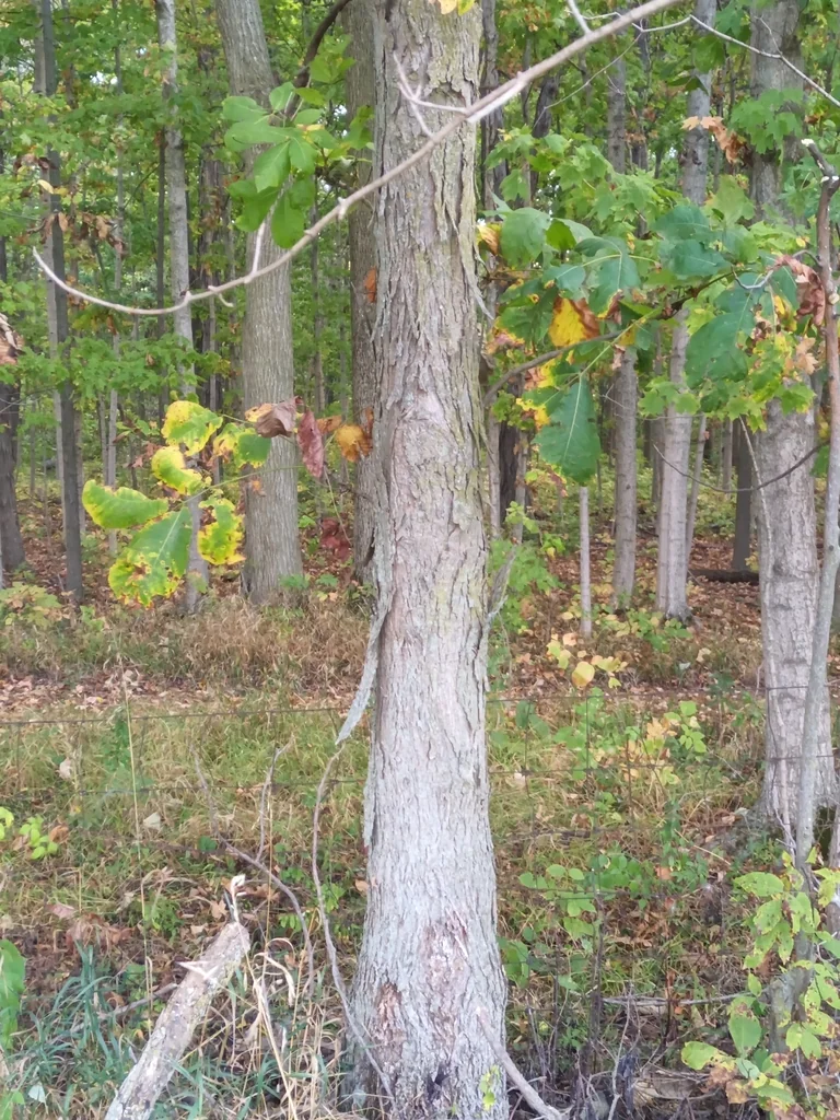 Carya Laciniosa