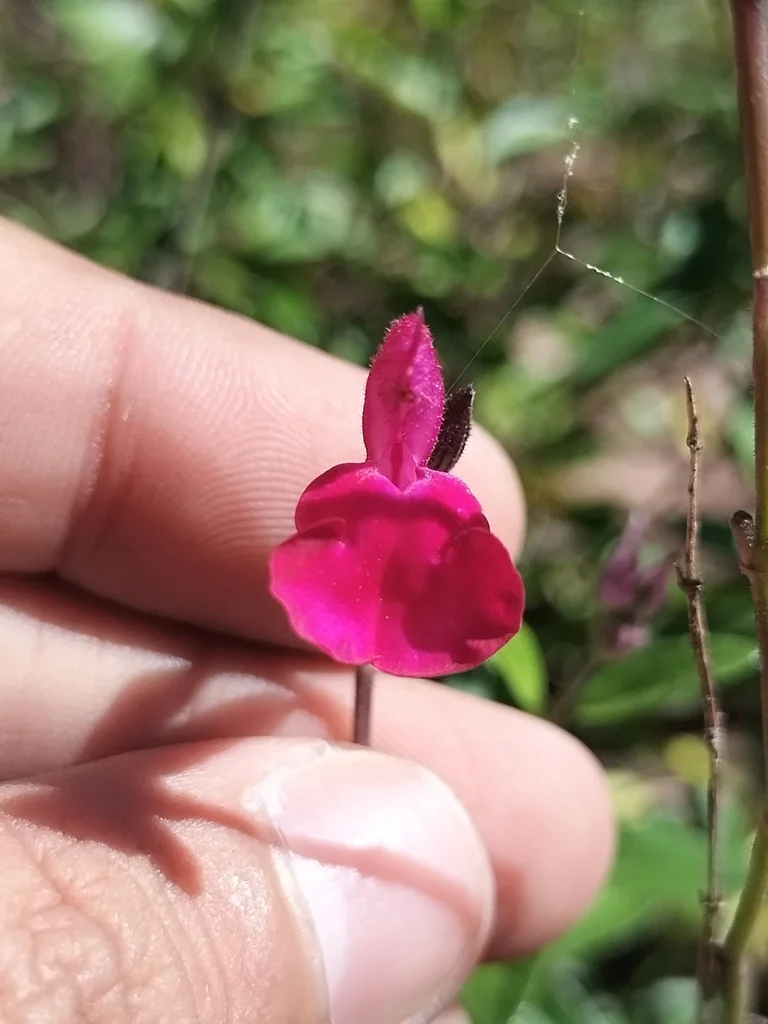 Salvia Microphylla