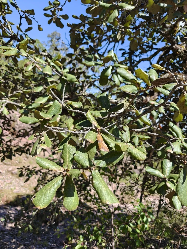 Quercus Rugosa