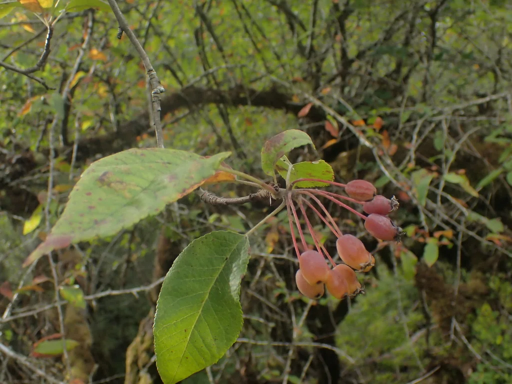 Malus Fusca