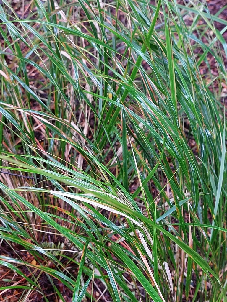 Anemanthele Lessoniana