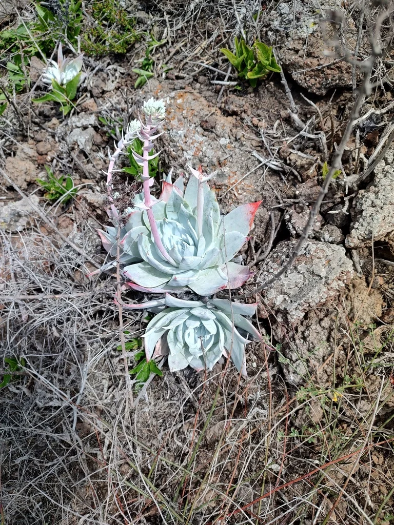 Dudleya Brittonii