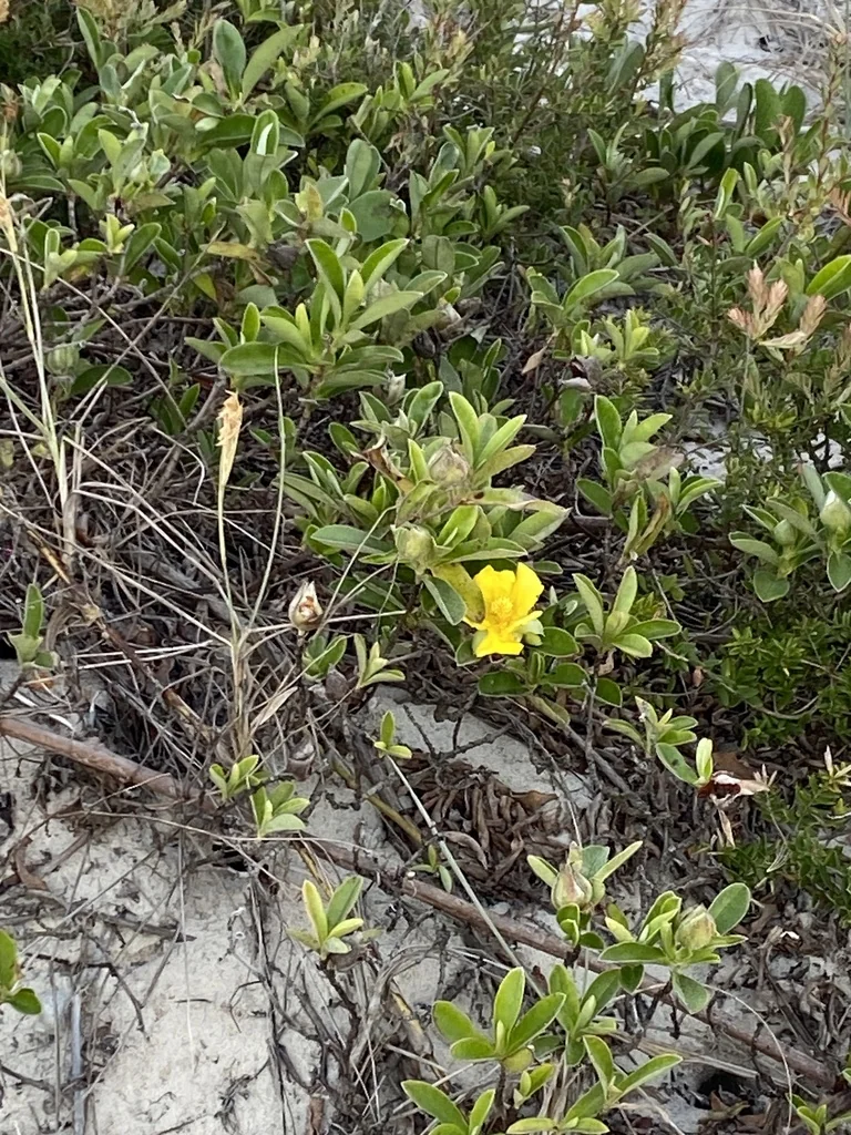 Hibbertia Scandens