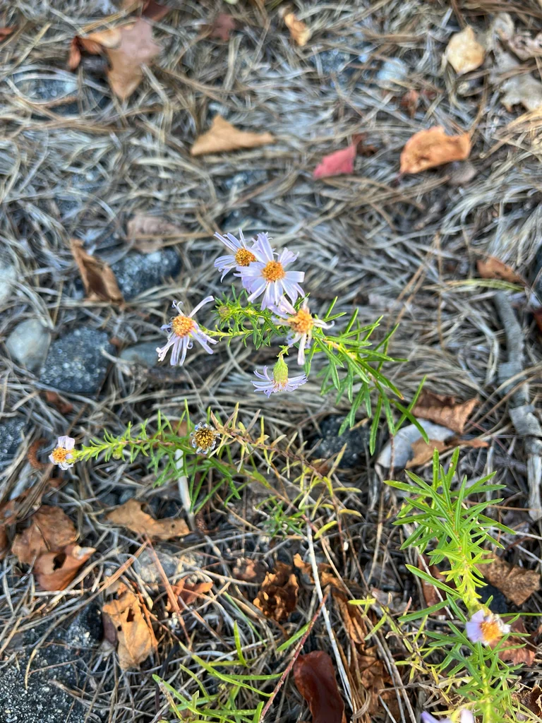 Ionactis linariifolius