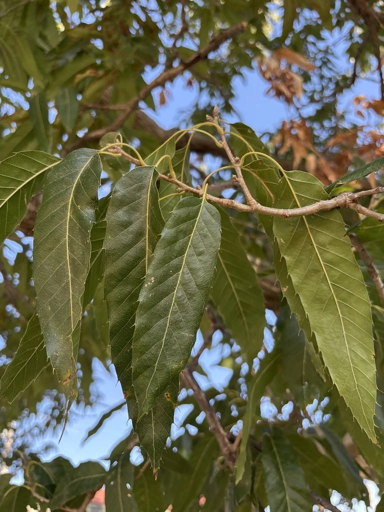 Quercus Acutissima
