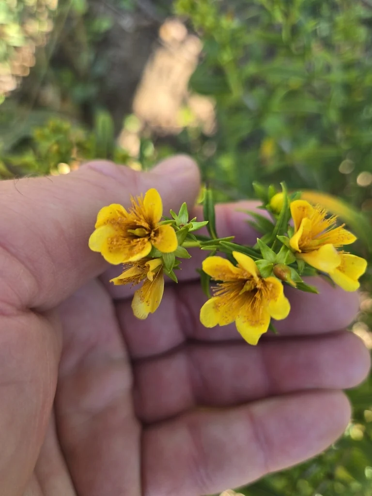 Hypericum Prolificum