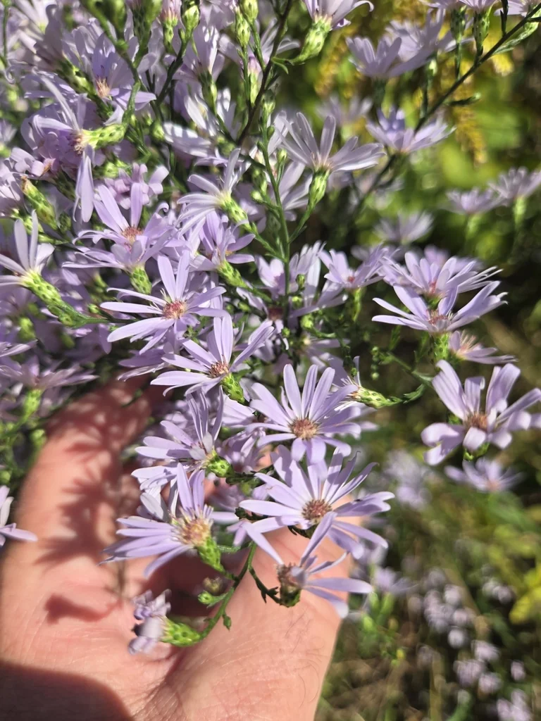 Symphyotrichum Oolentangiense