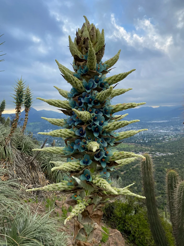 Puya Alpestris