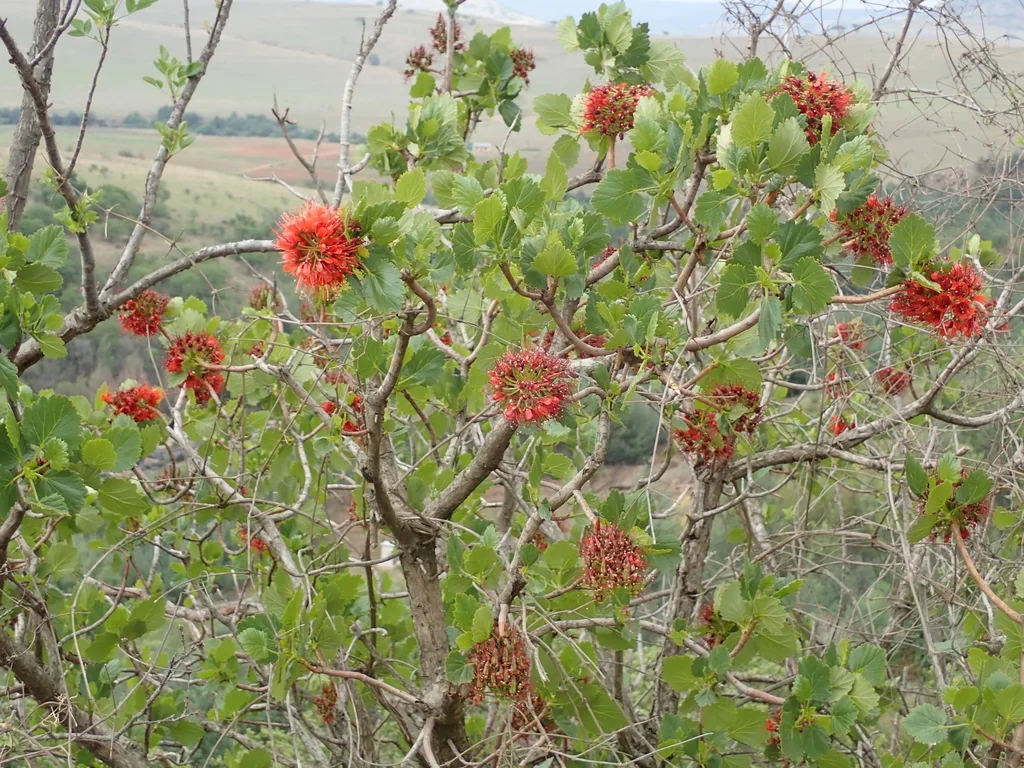 Greyia Sutherlandii