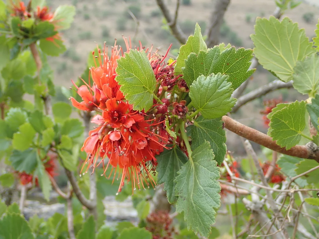 Greyia Sutherlandii