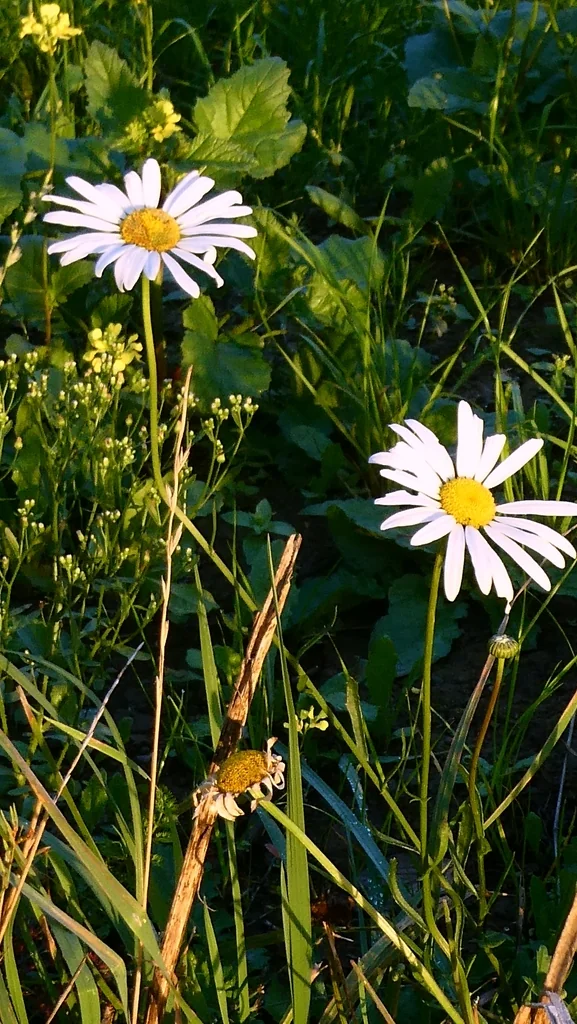Leucanthemum superbum