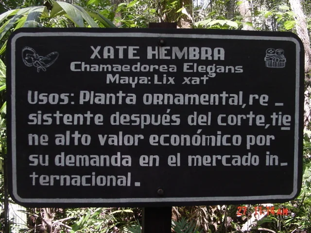 Chamaedorea Elegans