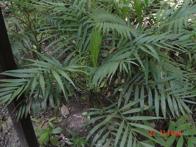 Chamaedorea Elegans
