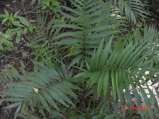 Chamaedorea Elegans