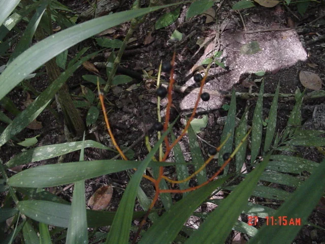 Chamaedorea Elegans