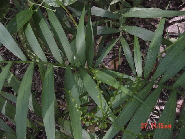 Chamaedorea Elegans