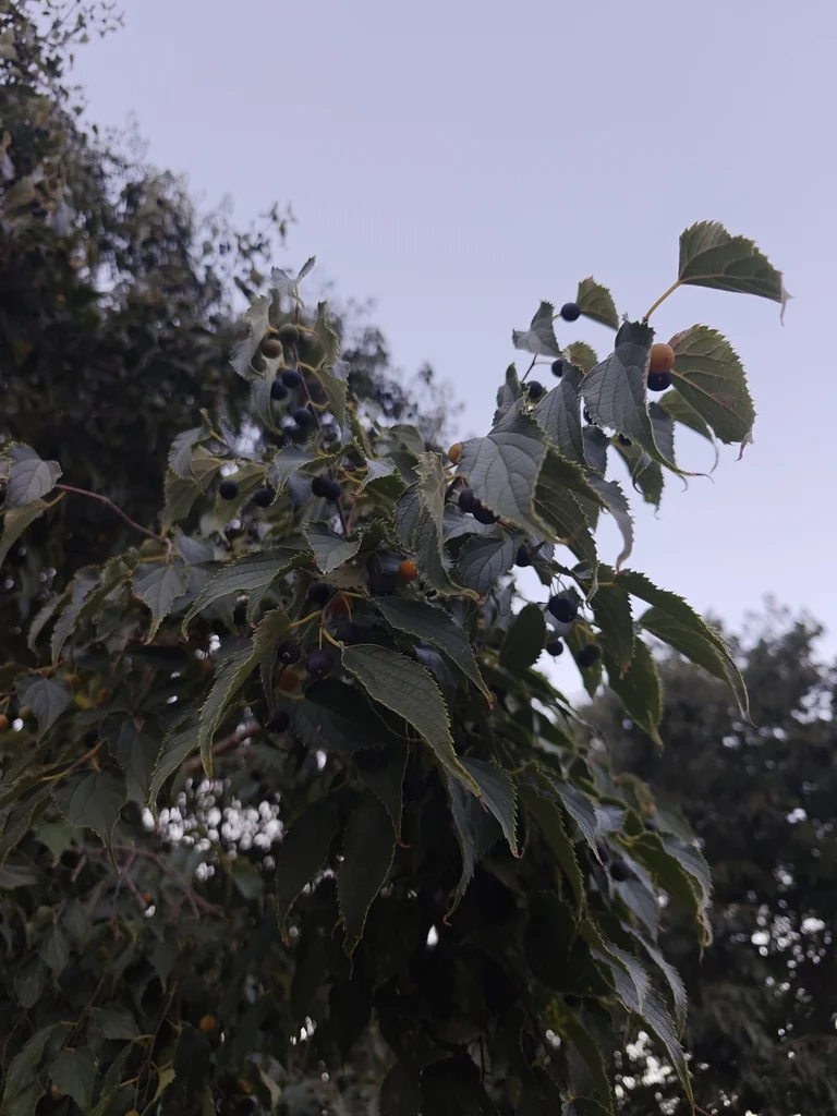 Celtis Australis