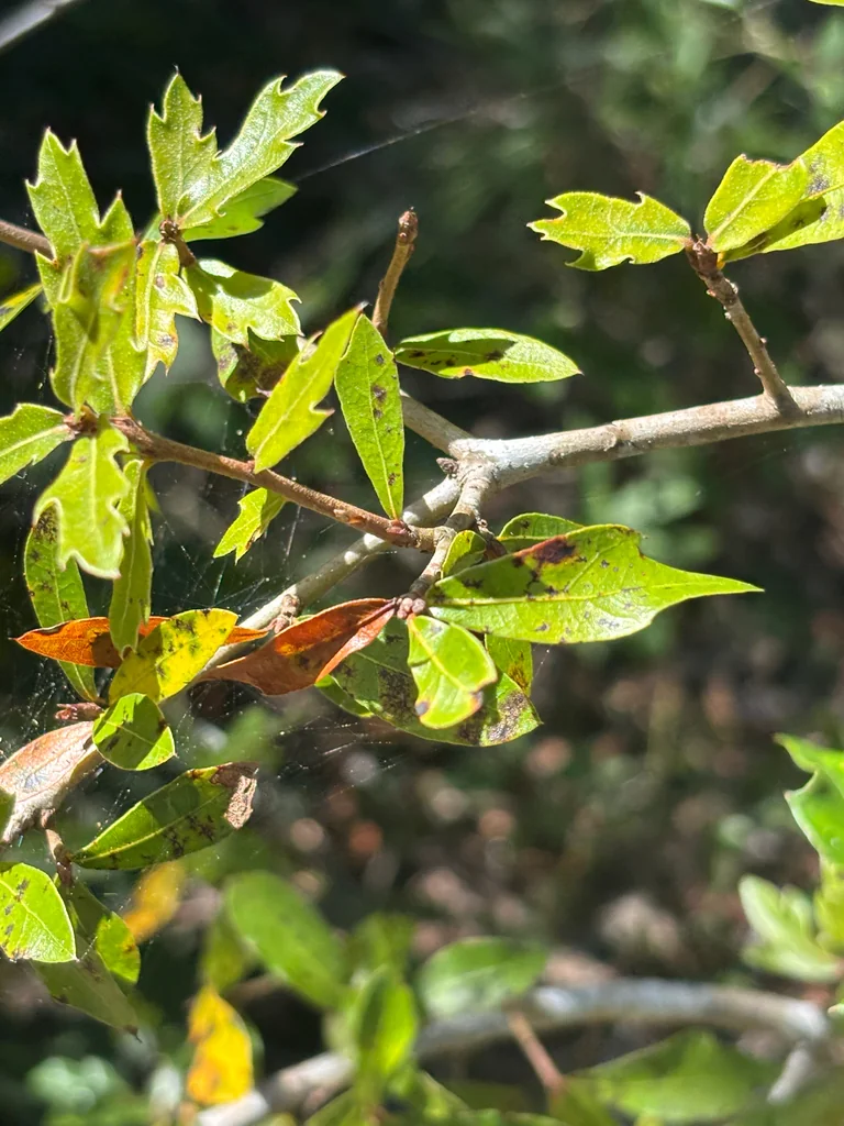 Quercus Hemisphaerica