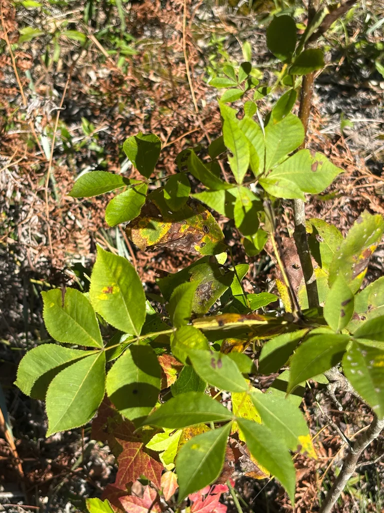 Carya Glabra