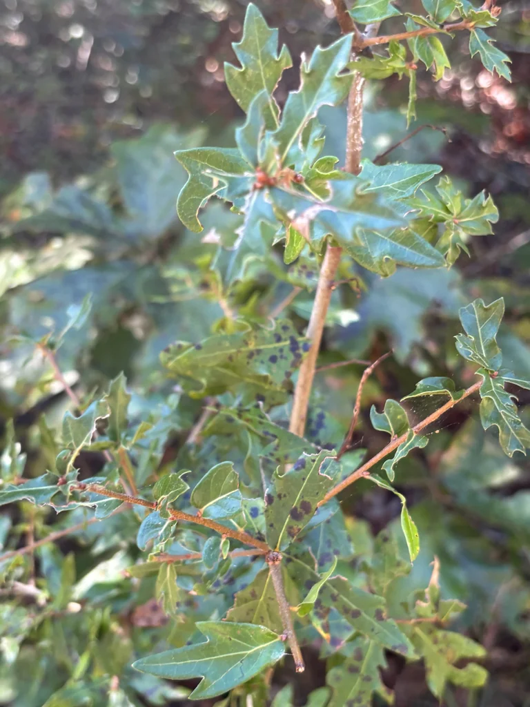 Quercus Hemisphaerica
