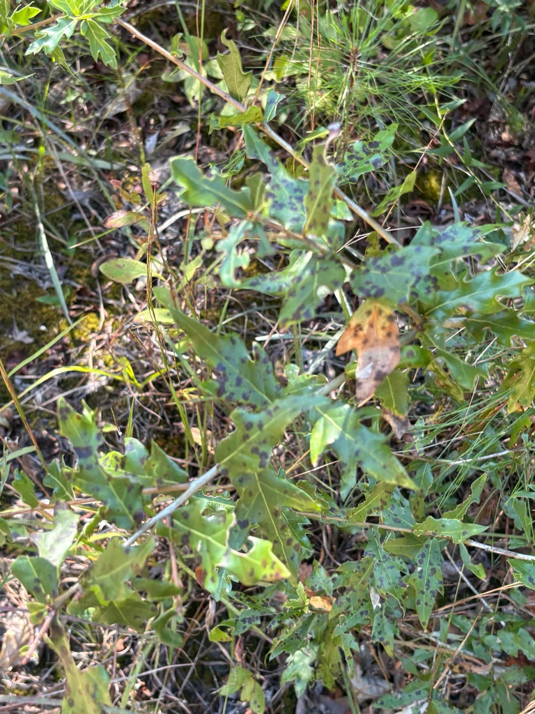 Quercus Hemisphaerica
