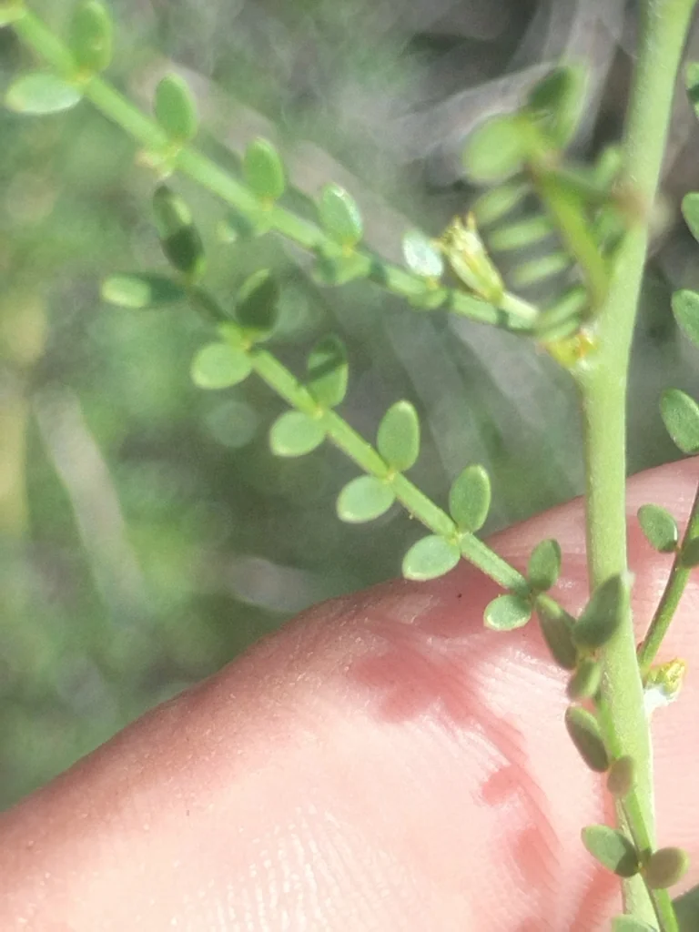 Parkinsonia Microphylla