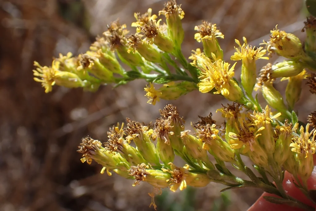 Solidago Californica