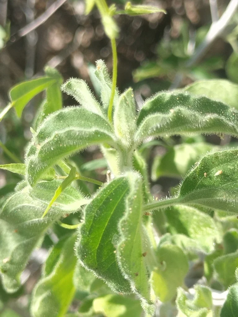 Ruellia Californica