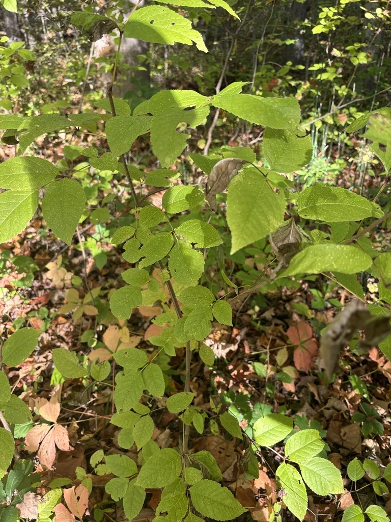 Fraxinus Quadrangulata