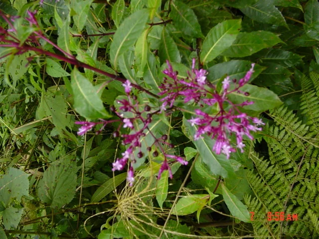Fuchsia Paniculata