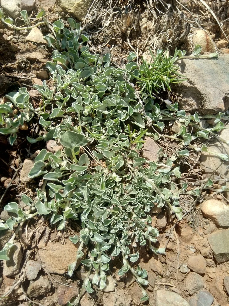 Dichondra argentea